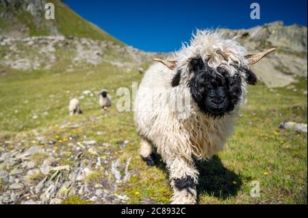 Walliser Schwarznasenschafe auf dem Nufenenpass in den Walliser Alpen Stockfoto