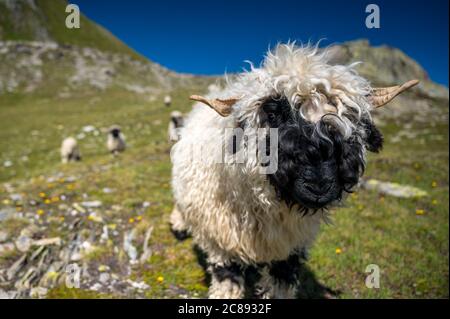 Walliser Schwarznasenschafe auf dem Nufenenpass in den Walliser Alpen Stockfoto