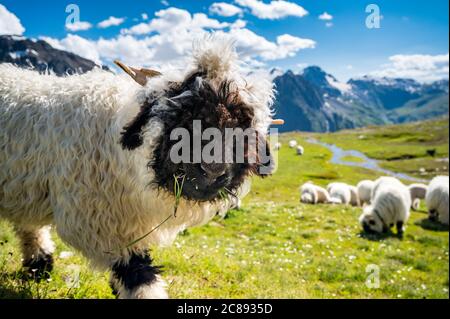 Walliser Schwarznasenschafe auf dem Nufenenpass in den Walliser Alpen Stockfoto