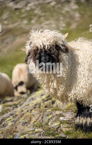 Walliser Schwarznasenschafe auf dem Nufenenpass in den Walliser Alpen Stockfoto