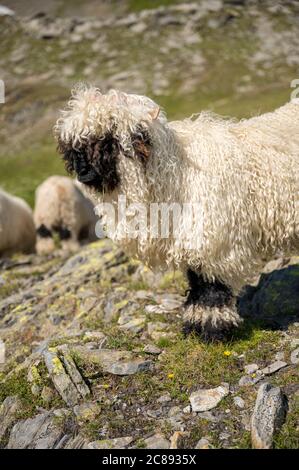 Walliser Schwarznasenschafe auf dem Nufenenpass in den Walliser Alpen Stockfoto