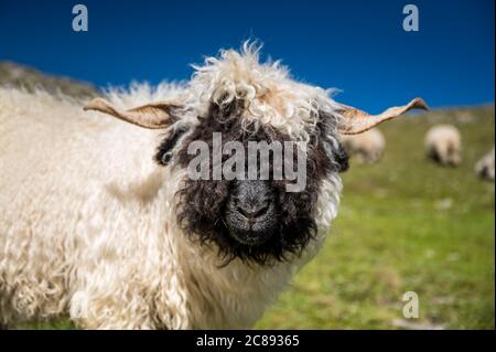 Walliser Schwarznasenschafe auf dem Nufenenpass in den Walliser Alpen Stockfoto