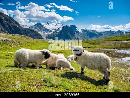 Walliser Schwarznasenschafe auf dem Nufenenpass in den Walliser Alpen Stockfoto