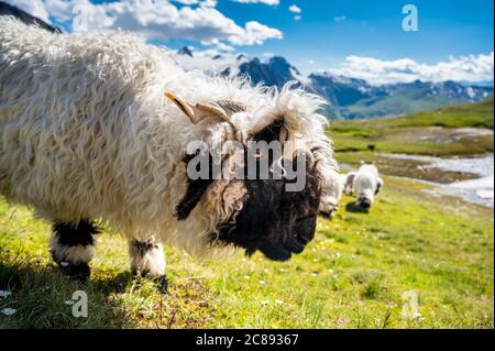 Walliser Schwarznasenschafe auf dem Nufenenpass in den Walliser Alpen Stockfoto