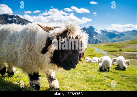 Walliser Schwarznasenschafe auf dem Nufenenpass in den Walliser Alpen Stockfoto