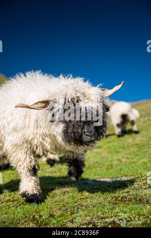 Walliser Schwarznasenschafe auf dem Nufenenpass in den Walliser Alpen Stockfoto