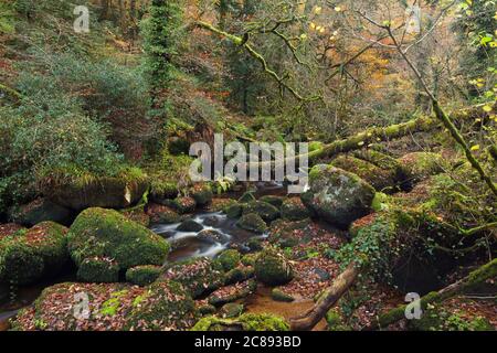 Die Schlucht Toul Goulic ist ein rustikales Stück Wald im Herzen der Bretagne. Ein Bach fließt durch die enge Schlucht und hat Granitblöcke ausgewaschen Stockfoto