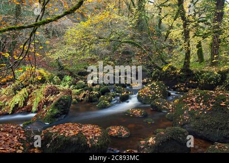 Die Schlucht Toul Goulic ist ein rustikales Stück Wald im Herzen der Bretagne. Ein Bach fließt durch die enge Schlucht und hat Granitblöcke ausgewaschen Stockfoto