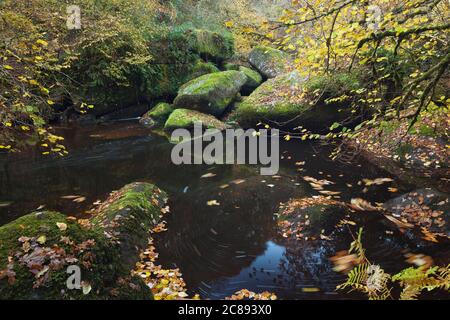 Die Schlucht Toul Goulic ist ein rustikales Stück Wald im Herzen der Bretagne. Ein Bach fließt durch die enge Schlucht und hat Granitblöcke ausgewaschen Stockfoto