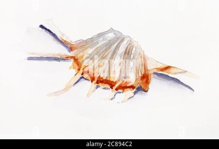 Schale aus Schnecke von Murex, handbemalt mit Aquarellfarben auf weißem Strukturpapier Stockfoto