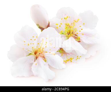 Weiße Mandelbaumblüten isoliert auf weißem Hintergrund Stockfoto