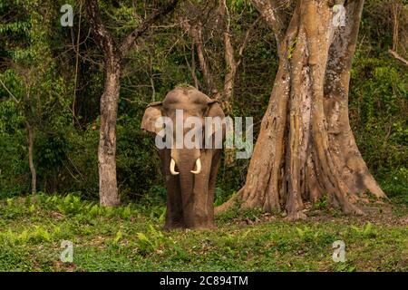 Ein selektives Fokusbild eines wilden asiatischen Elefanten mit Stoßzähne stehen am Rande eines Dschungels bei einem Nationalpark in West Bengalen Indien Stockfoto