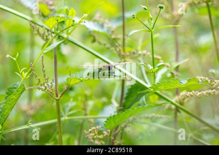 Kopfansicht des Ringlet-Schmetterlings [Aphantopus hyperantus] auf dem Brennnesselblatt. Stockfoto