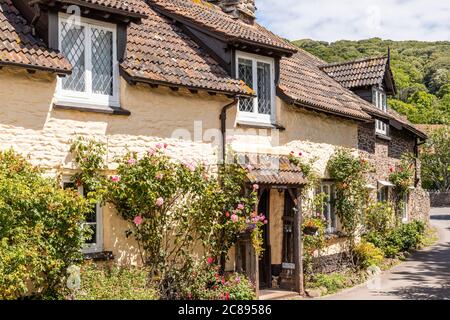 Rosen blühen vor traditionellen gefliesten Cottages im Exmoor National Park im Dorf Bossington, Somerset UK Stockfoto