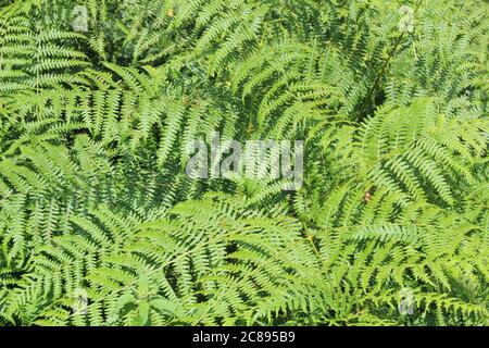 Farnblätter, Farne. Detail von grünem Laub im Wald am Sommerabend in Großbritannien Stockfoto