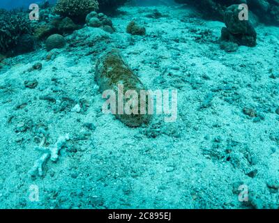 Leopard Sea Gurke, Unterwasserfoto, Philippinen. Stockfoto