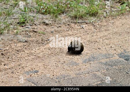 Ein Mistkäfer rollt einen Mistball auf der Straße Stockfoto