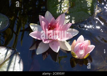 Blühend leuchtend-rosa nymphaea in der Sommersonne Stockfoto