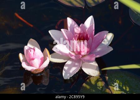 Zwei rosa Seerosen im Gartenteich mit Sonnenreflexen auf klarer Wasseroberfläche Stockfoto