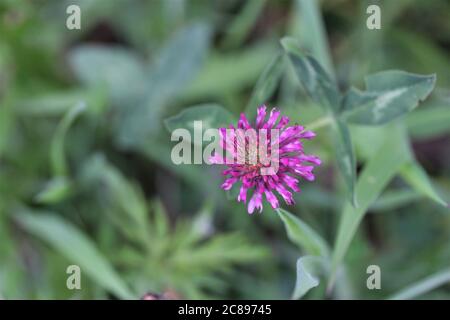 Trifolium pratense oder Wiesenklee aus nächster Nähe Stockfoto
