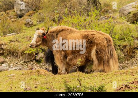 Bild von langhaarigen braunen und schwarzen Yaks in den höheren Gebieten des Himalaya und der tibetischen Hochebenen gefunden. Stockfoto