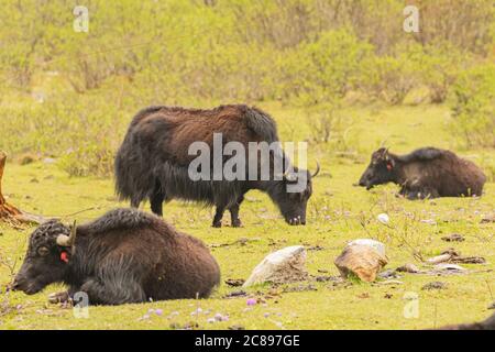 Bild von langhaarigen braunen und schwarzen Yaks in den höheren Gebieten des Himalaya und der tibetischen Hochebenen gefunden. Stockfoto