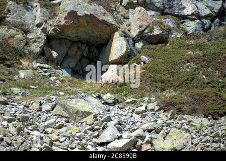 Steinböcke in den schweizer Bergen Stockfoto