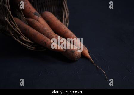 Frische Karotten liegen in einem Korb auf schwarzem Hintergrund, gesammelt in einem Gemüsegarten.Nahaufnahme Stockfoto