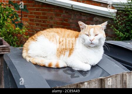 Eine Ingwer und weiße Katze dösten auf einem Mülltonne im Vorgarten einer Wohnanlage, London, Großbritannien Stockfoto