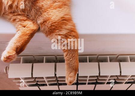 Die Pfoten der roten Katze hängen vom Fensterbrett. Stockfoto