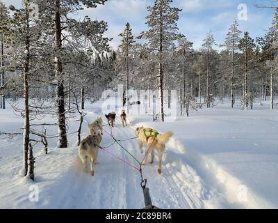 Ein Team von fünf Husky Schlittenhunden auf einer verschneiten Wildnis Straße in der subpolaren Landschaft laufen, Kiefernwald, sonnigen Tag Stockfoto