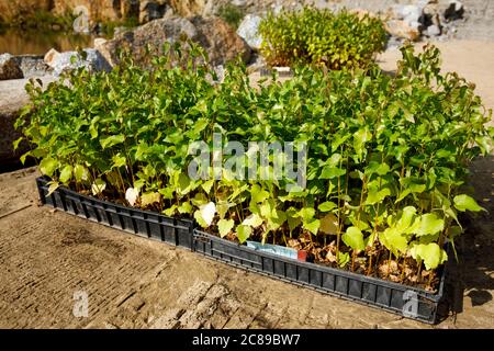 Boxen von kultivierten Birke ( Betula ) Setzlinge bereit gepflanzt werden , Finnland Stockfoto