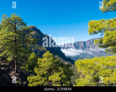 Vulkanische Landschaft und üppiger Pinienwald, pinus canariensis Blick vom Mirador de la Cumbrecita Aussichtspunkt am Nationalpark Caldera de Taburiente Stockfoto