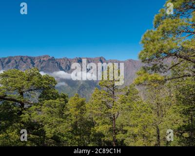 Vulkanische Landschaft und üppiger Pinienwald, pinus canariensis Blick vom Mirador de la Cumbrecita Aussichtspunkt am Nationalpark Caldera de Taburiente Stockfoto