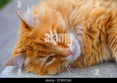 Portrait der Ginger Katze schlafen im Freien. Stockfoto