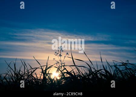 Gras Spikes auf Sonnenuntergang Himmel Hintergrund Stockfoto