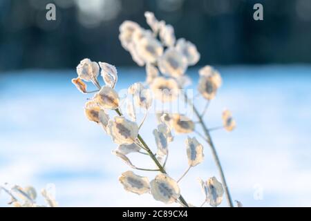 Gefrorene Grashalme Gegen ein Snowy-Winter-Feld Stockfoto