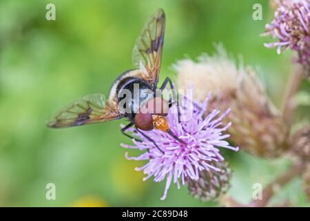 Männliche Auerhuhnfliegen, (Volucella pellucens,) Fütterung auf schleichende Distel. Stockfoto