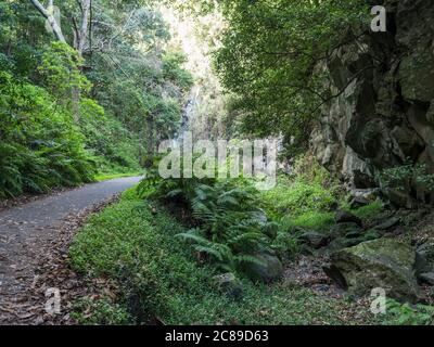 Cubo de la galga Naturpark mit Asphaltstraße, Pfad in schönen geheimnisvollen Laurel Wald, laurisilva im nördlichen Teil von La Palma, Kanarienvogel Stockfoto