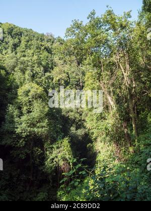 Cubo de la galga Naturpark mit in schönen geheimnisvollen Laurel Wald, laurisilva im nördlichen Teil von La Palma, Kanarische Inseln, Spanien Stockfoto