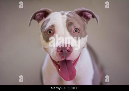 Hund, Haustier, Pitbull, Welpe, Haustiere Hund Gesicht, Hund Nahaufnahme, Pitbull Gesicht Stockfoto