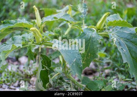 Gewöhnlicher Thorn-Apfel, Jimson-Unkraut, giftige Pflanze Datura stramonium Stockfoto