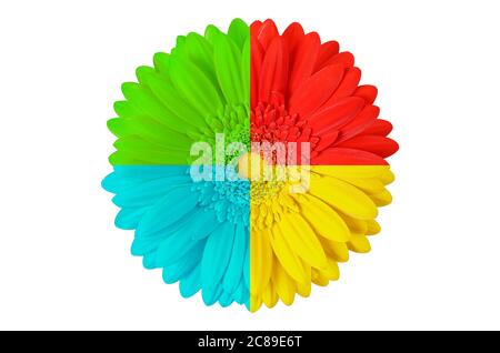 Mehrfarbige Gerbera Blume isoliert auf weiß Stockfoto