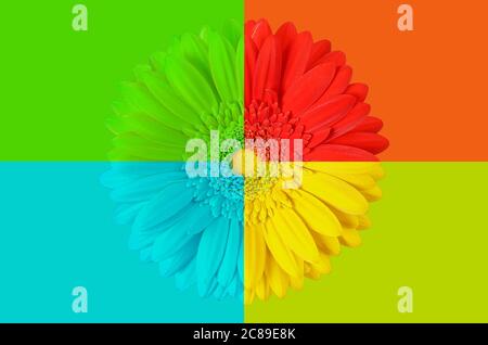 Mehrfarbige Gerbera Blume auf buntem Hintergrund Stockfoto