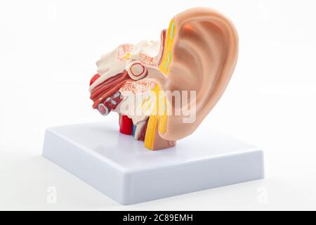HNO- oder HNO-Termin, Laborausstattung und Gesundheitskonzept für Hörorgane mit anatomischem Ohrmodell isoliert auf weißem Hintergrund mit Clipping Stockfoto