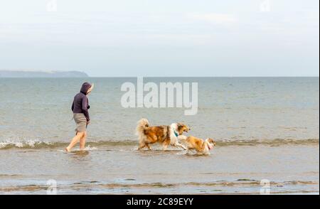 Fountainstown, Cork, Irland. Juli 2020. Miriam Hartnet nimmt ihre beiden Collie Hunde Barney und Betty mit auf einen Spaziergang im Wasser an einem schönen Sommertag in Fountainstown Beach, Co. Cork. - Credit; David Creedon / Alamy Live News Stockfoto