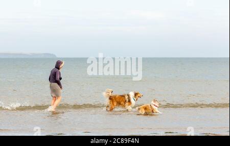 Fountainstown, Cork, Irland. Juli 2020. Miriam Hartnet nimmt ihre beiden Collie Hunde Barney und Betty mit auf einen Spaziergang im Wasser an einem schönen Sommertag in Fountainstown Beach, Co. Cork. - Credit; David Creedon / Alamy Live News Stockfoto