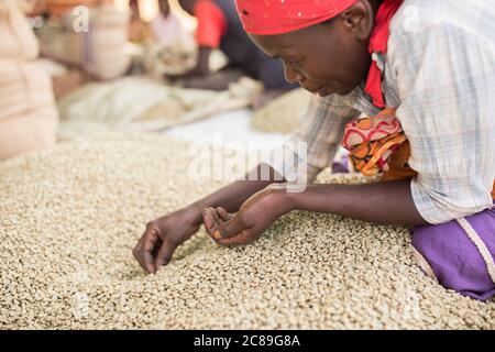 Eine Arbeiterin, die Qualitätssorten und Tüten in einem kooperativen Lager eines Kaffeebäuers in Mbale, Uganda, Ostafrika, von Hand getrocknete Kaffeebohnen. Stockfoto