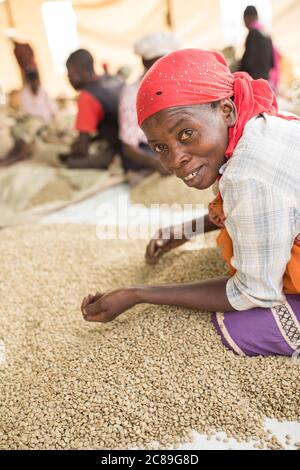 Eine lächelnde Arbeiterin, Qualitätssortiert und verpackt Kaffeebohnen von Hand in einem kooperativen Lager eines Kaffeebäuers in Mbale, Uganda, Ostafrika Stockfoto