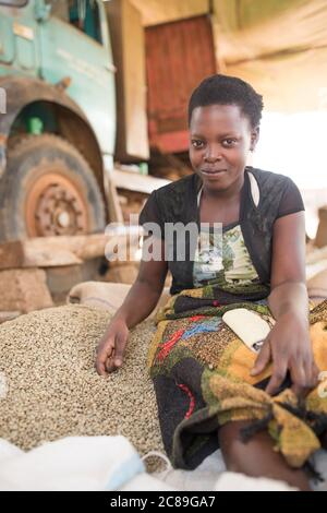 Eine Arbeiterin, die Qualitätssorten und Tüten in einem kooperativen Lager eines Kaffeebäuers in Mbale, Uganda, Ostafrika, von Hand getrocknete Kaffeebohnen. Stockfoto